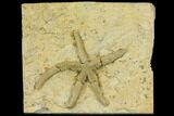 Rare, Ordovician Starfish (Urasterella) Fossil - Oklahoma #145030-1